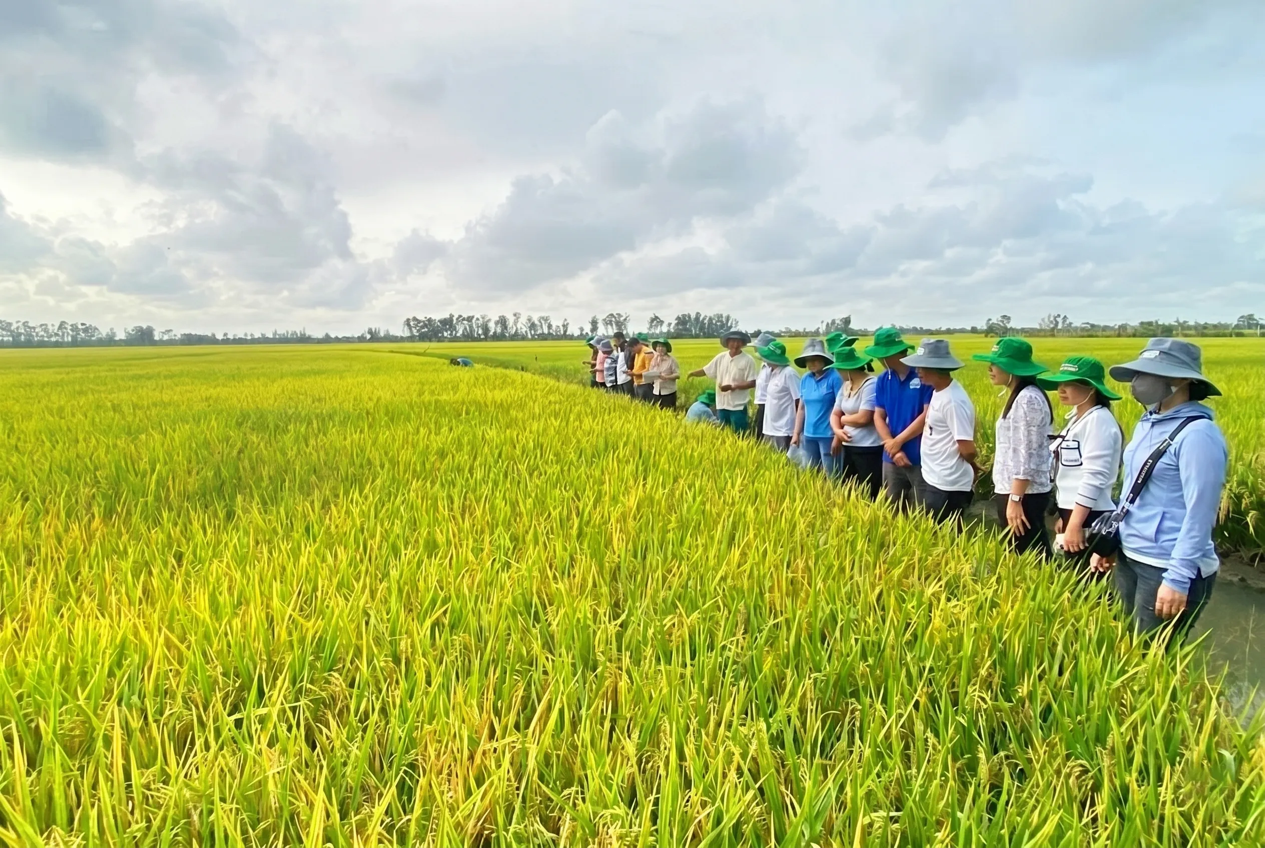 Các giải pháp kỹ thuật và công nghệ mới trong phòng trừ tuyến trùng