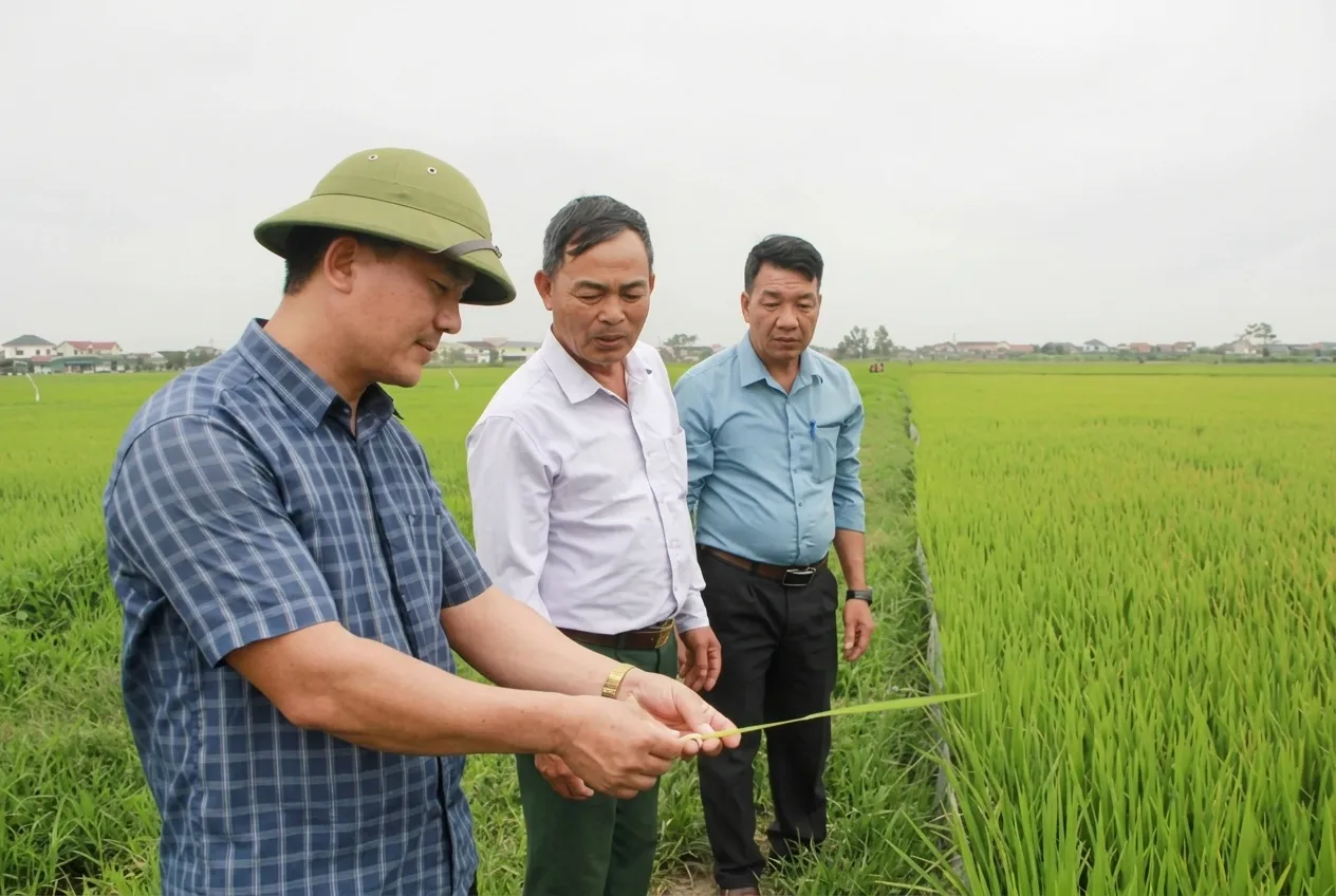 Chính sách hỗ trợ và hướng dẫn nông dân phòng trừ tuyến trùng