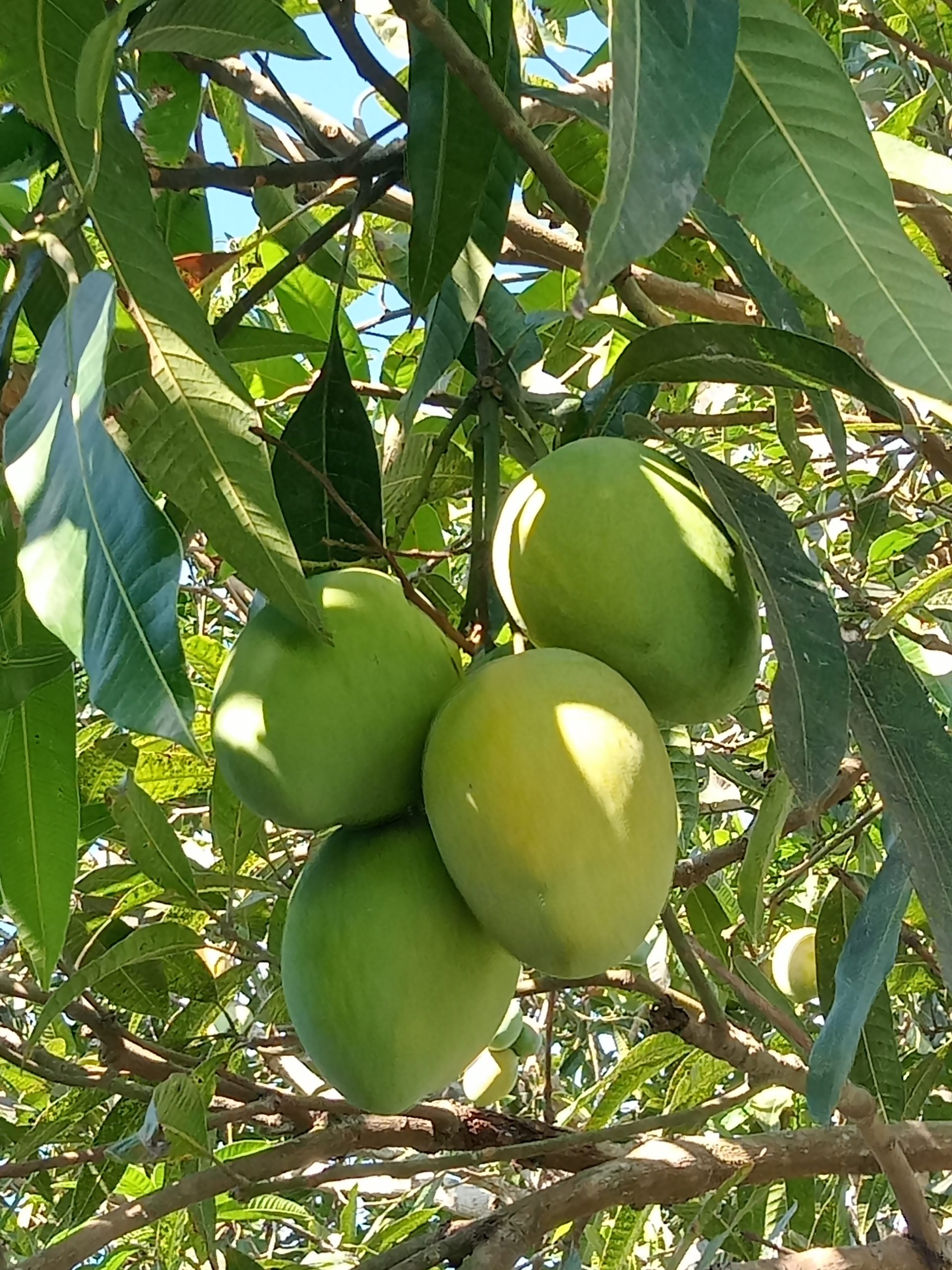 Vựa xoài cao lãnh