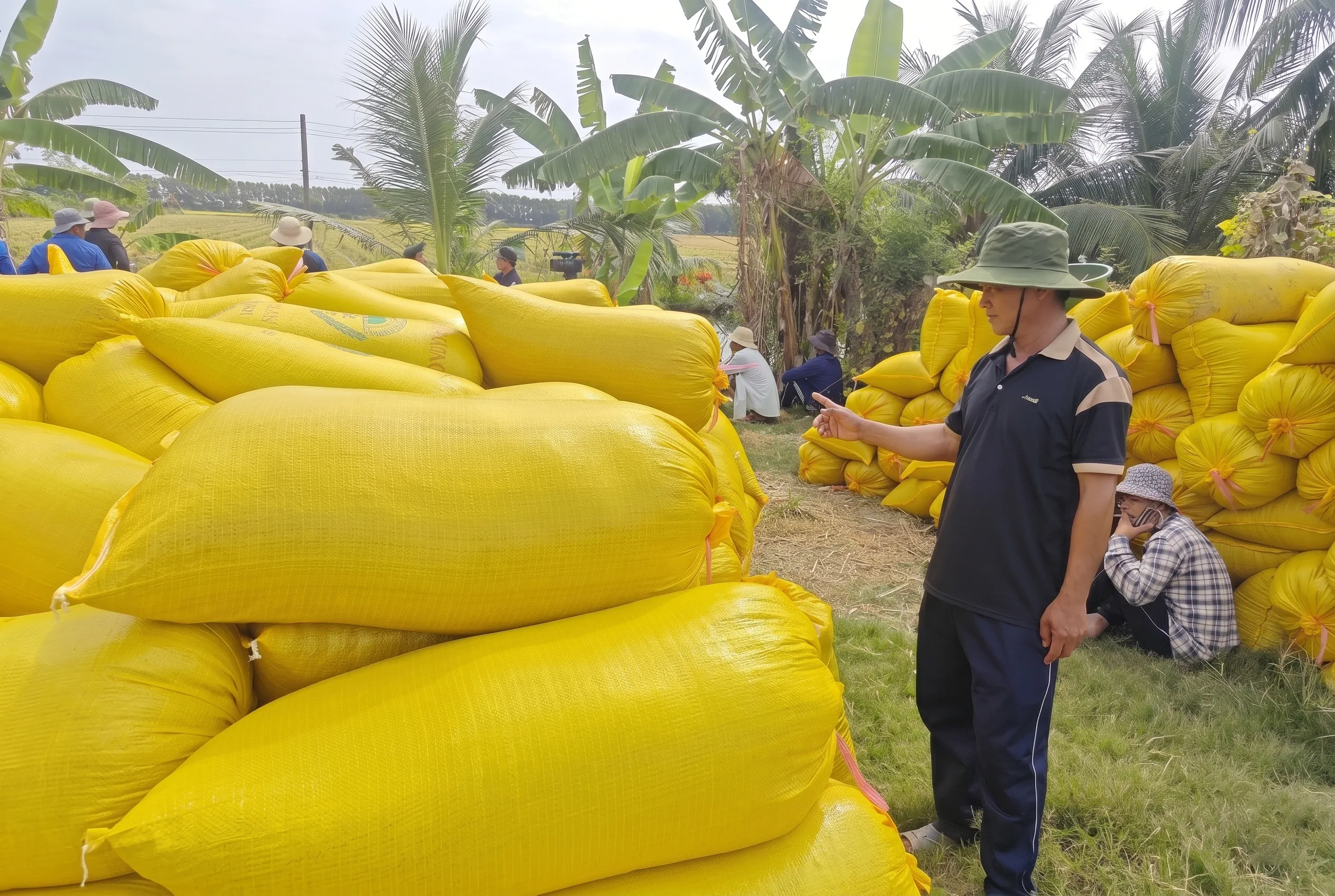 Kỳ vọng và hướng đi cho mùa vụ lúa hè thu tiếp theo tại Đồng Tháp