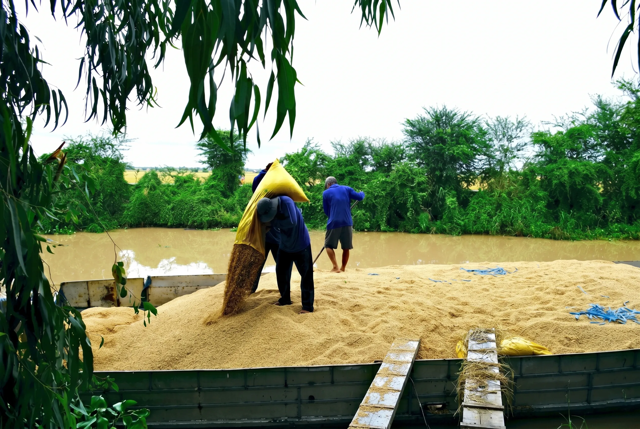 Những khó khăn và thách thức trong mùa vụ thu hoạch năm nay