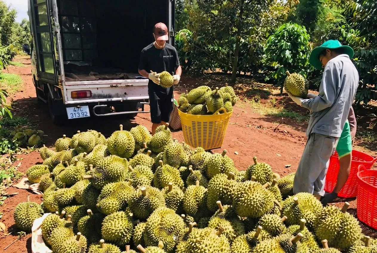 Thu mua sầu riêng