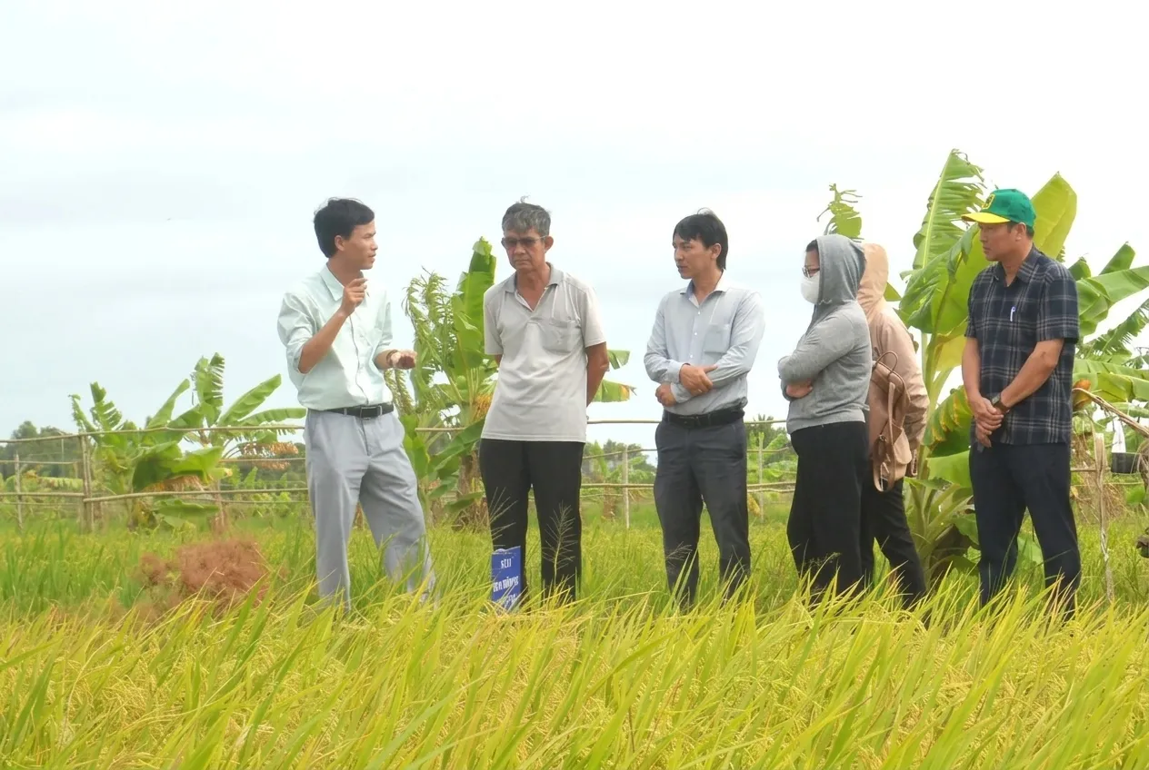 Tuyến trùng gây hại cho lúa?