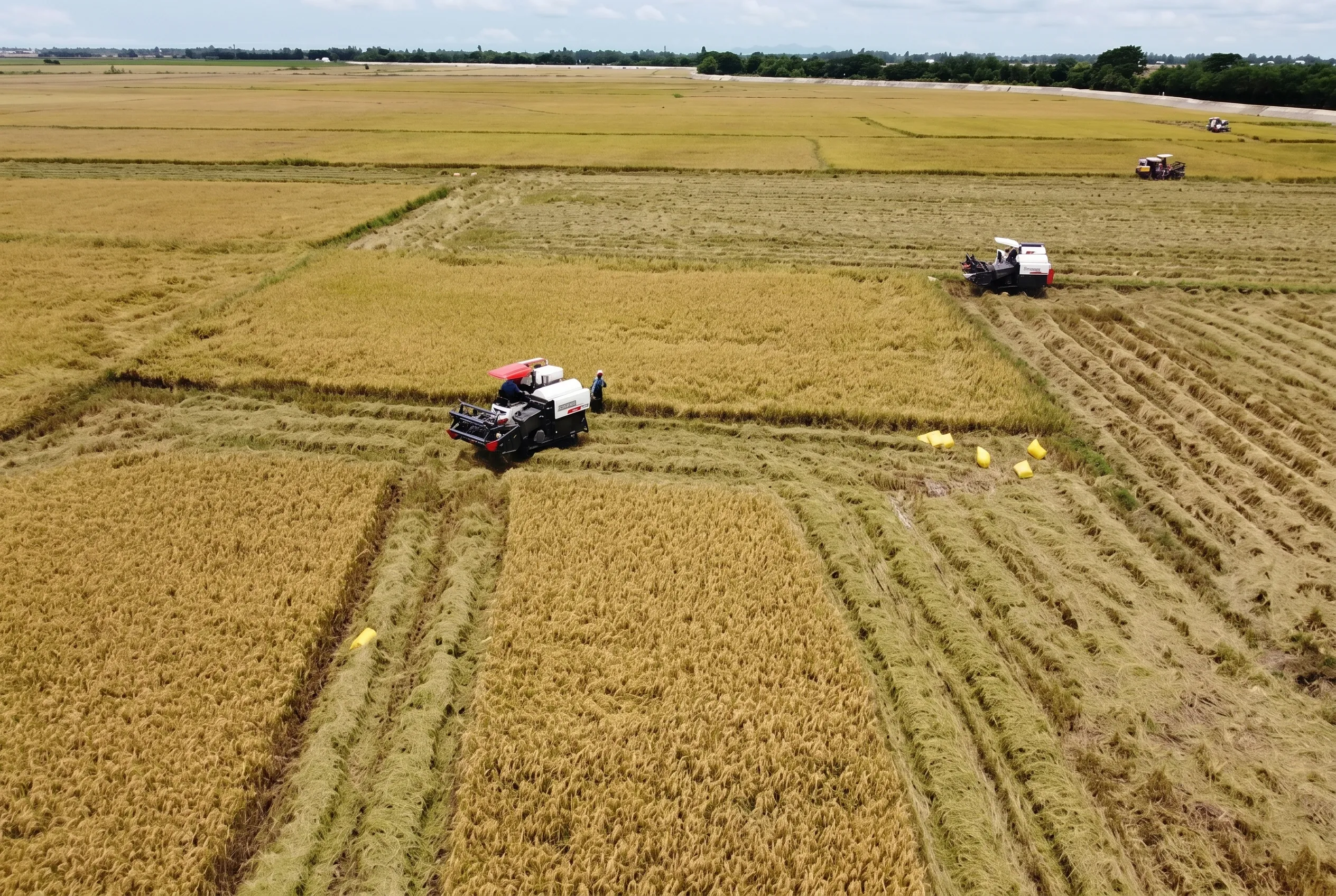 Tình hình mùa vụ lúa hè thu tại Đồng Tháp trong những ngày cuối tháng