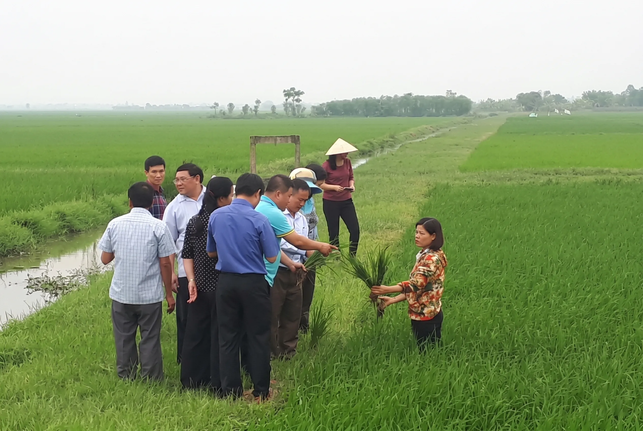 Tổng quan về tuyến trùng và tác động đối với sản xuất lúa ở Đồng Tháp