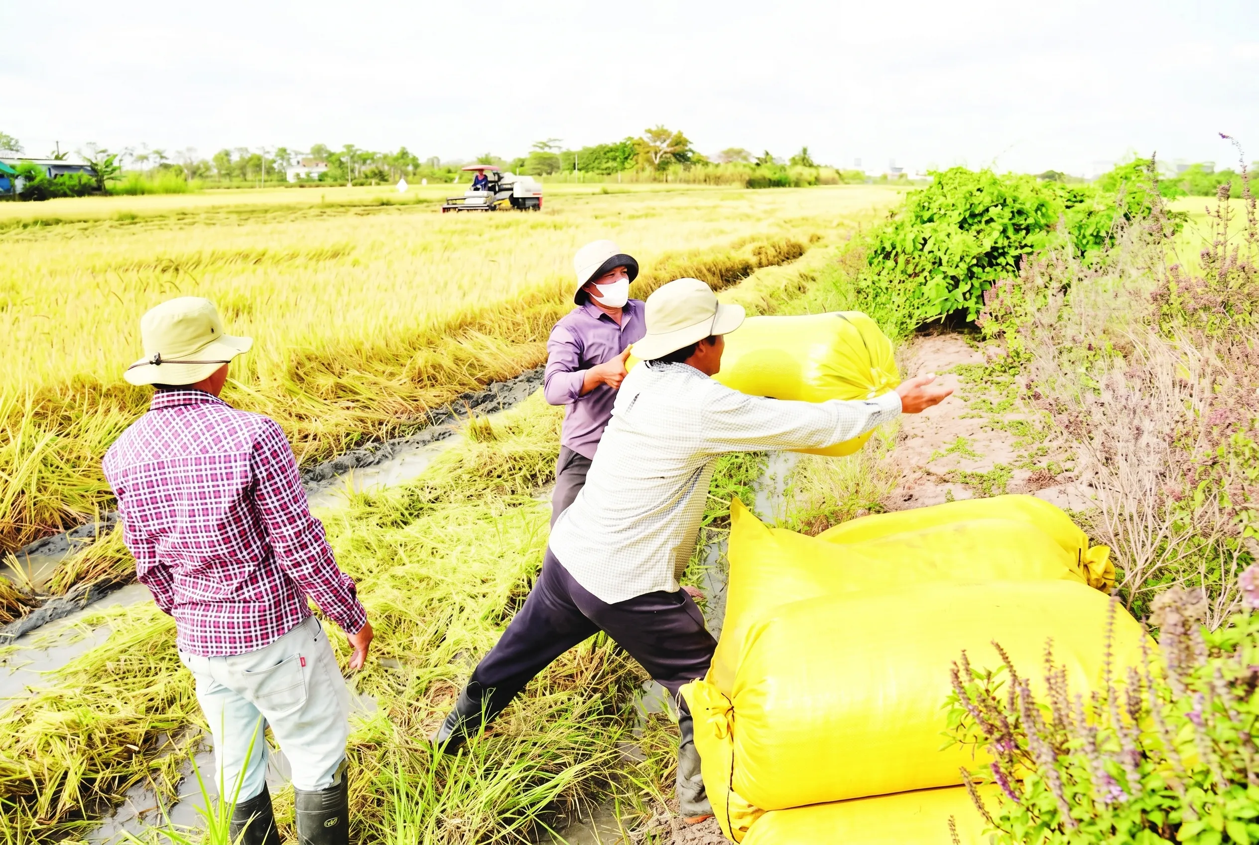Vai trò của các cơ quan chức năng và liên kết cộng đồng trong mùa vụ