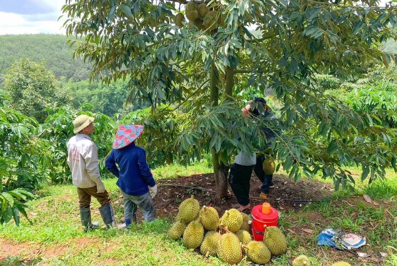 Vựa sầu riêng Đồng Tháp