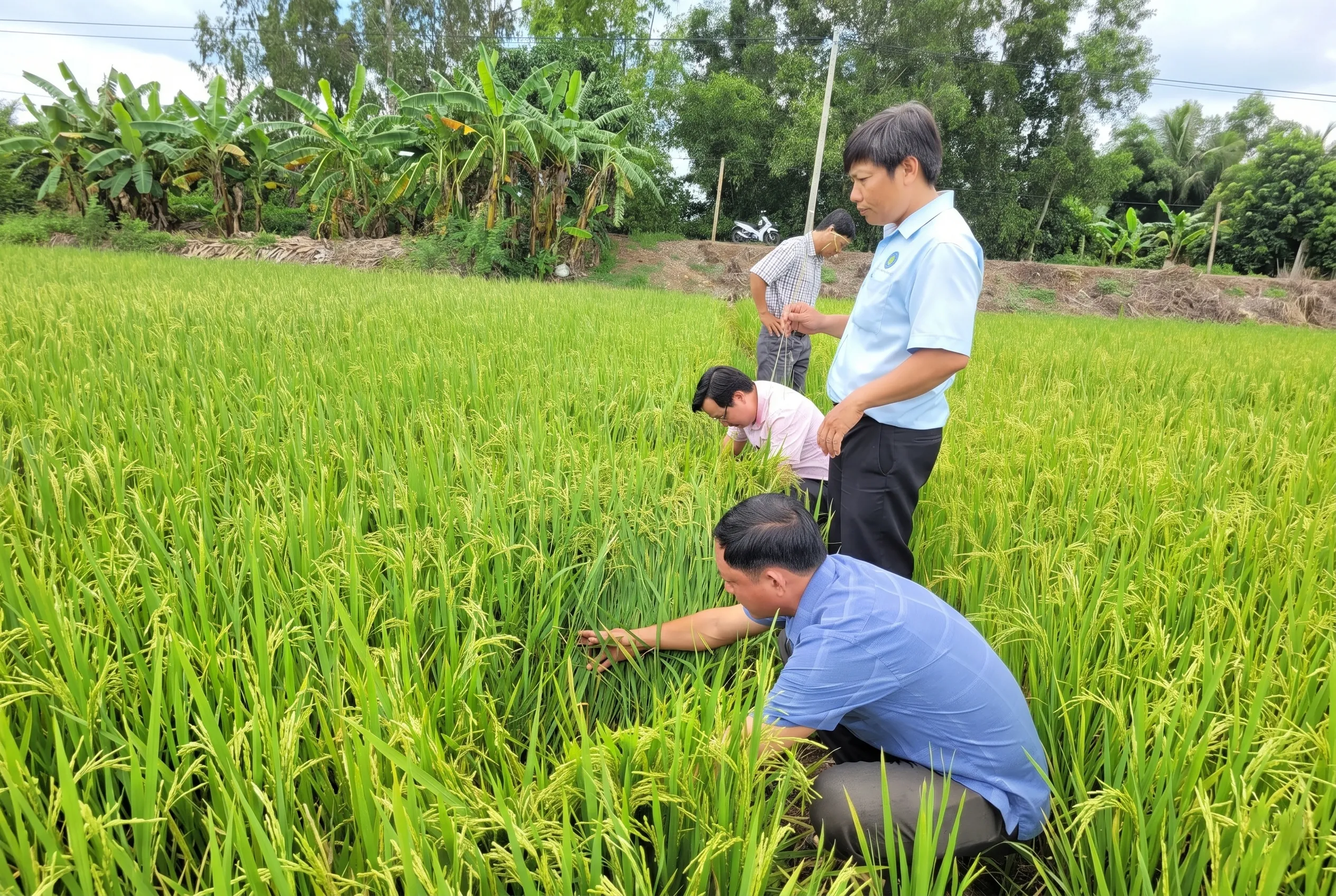 Các biện pháp kỹ thuật chủ động bảo vệ lúa trong quá trình sinh trưởng