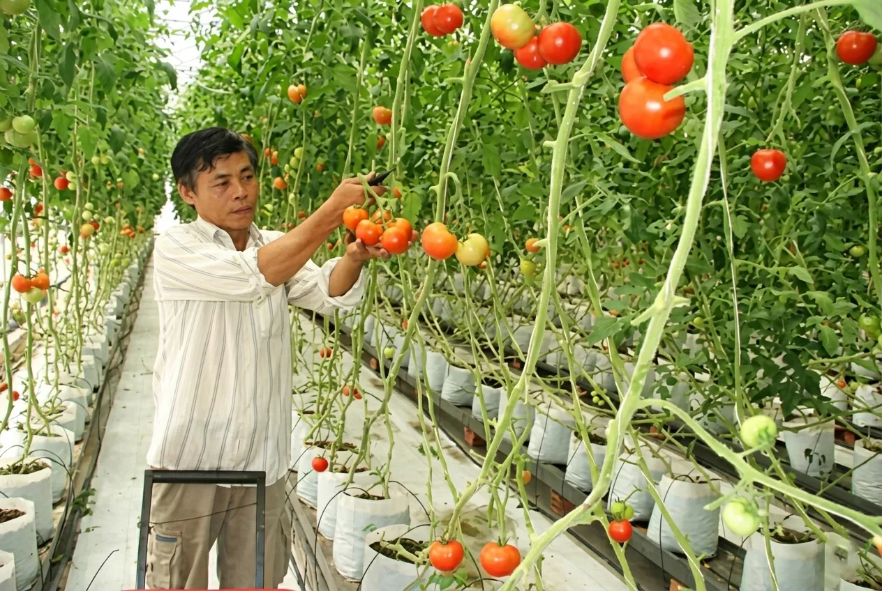 Các lưu ý và các bước đảm bảo tính bền vững của kết nối nông nghiệp