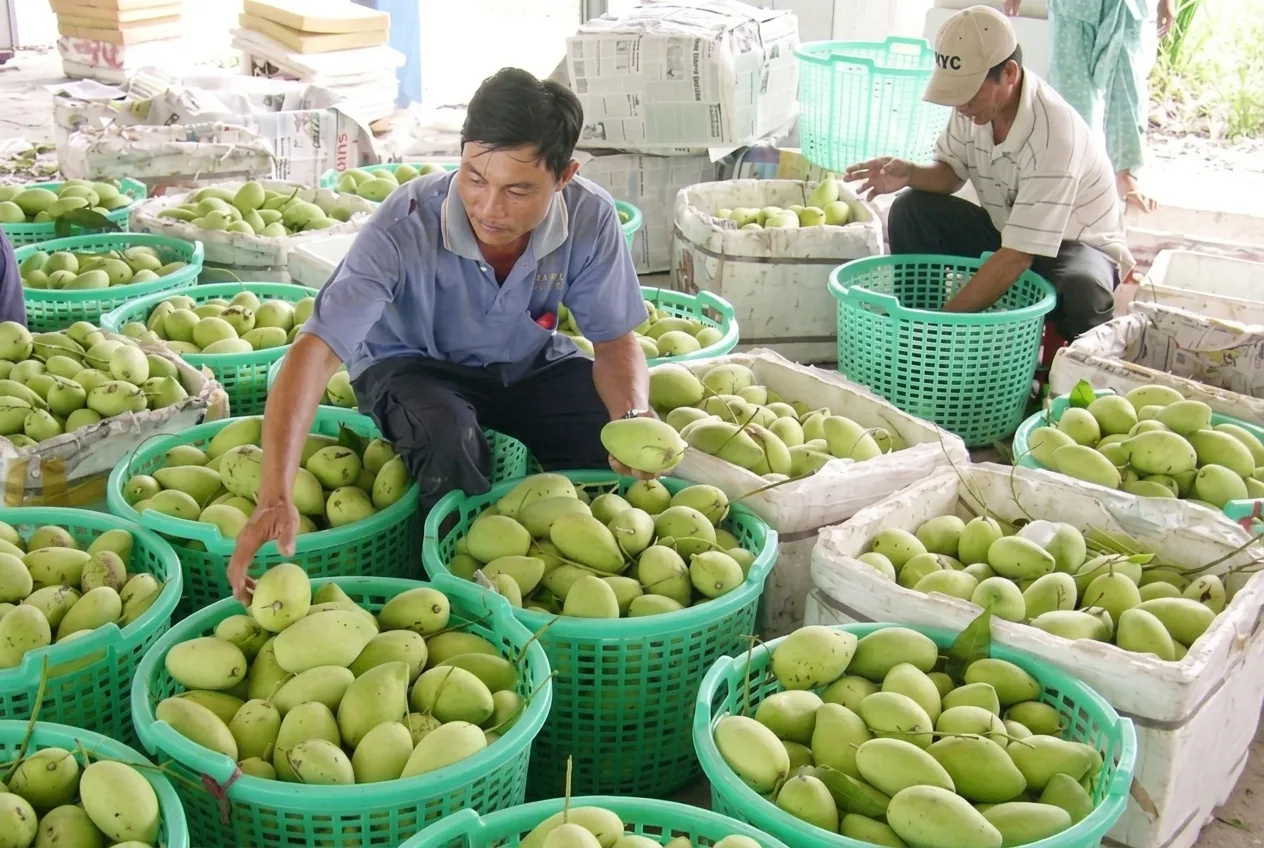 Các rủi ro và cách phòng tránh khi tham gia sàn nông sản
