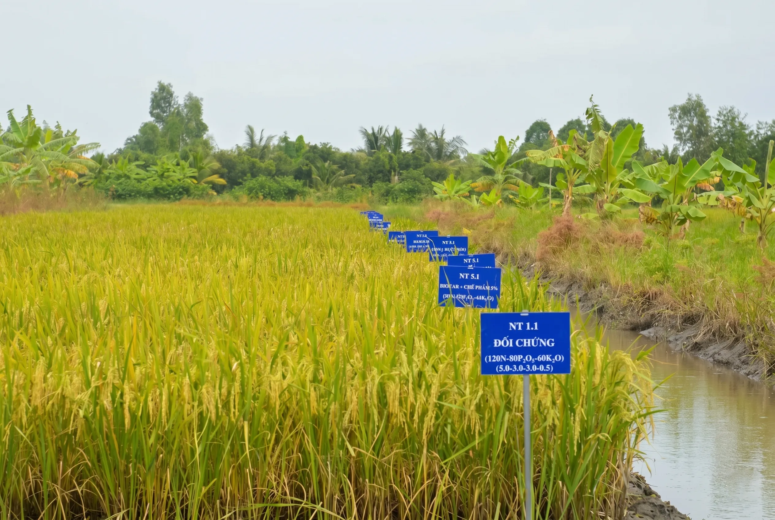 Chỉ đạo của chính quyền thành phố Hải Phòng về hoạt động cấy lúa