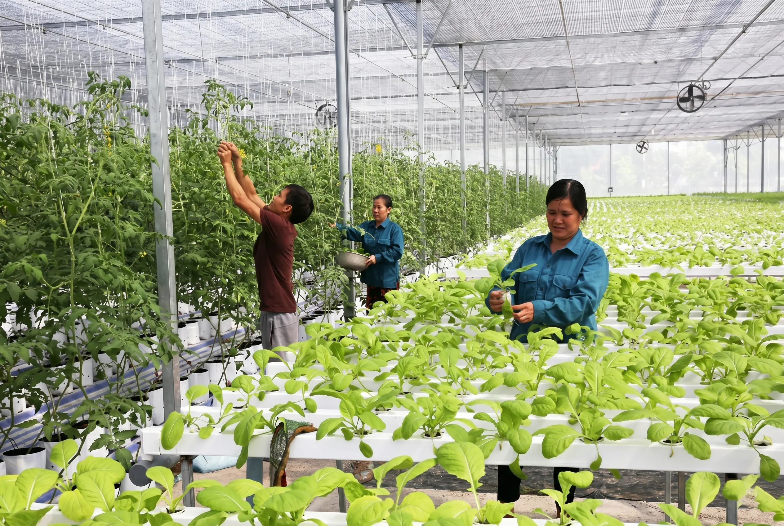 Đánh giá tiềm năng và khả năng tham gia của mô hình trong thị trường hiện tại