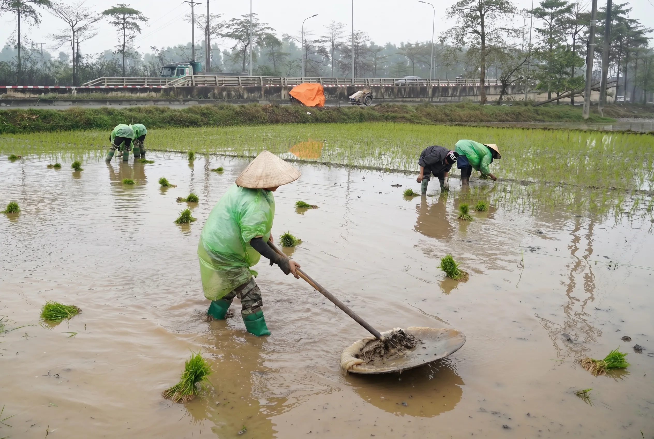 Nông dân dừng cấy lúa?