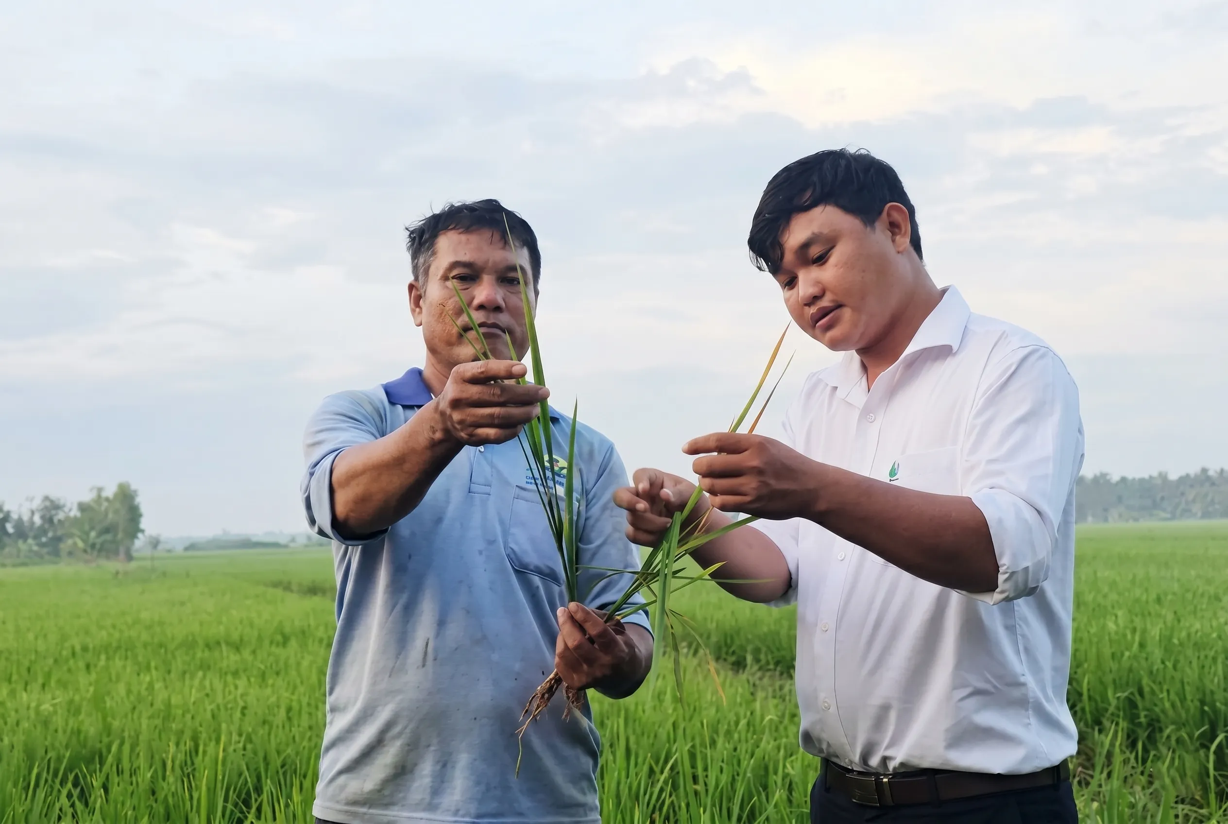 Hiểu rõ tác động của thời tiết đến vụ lúa thu đông