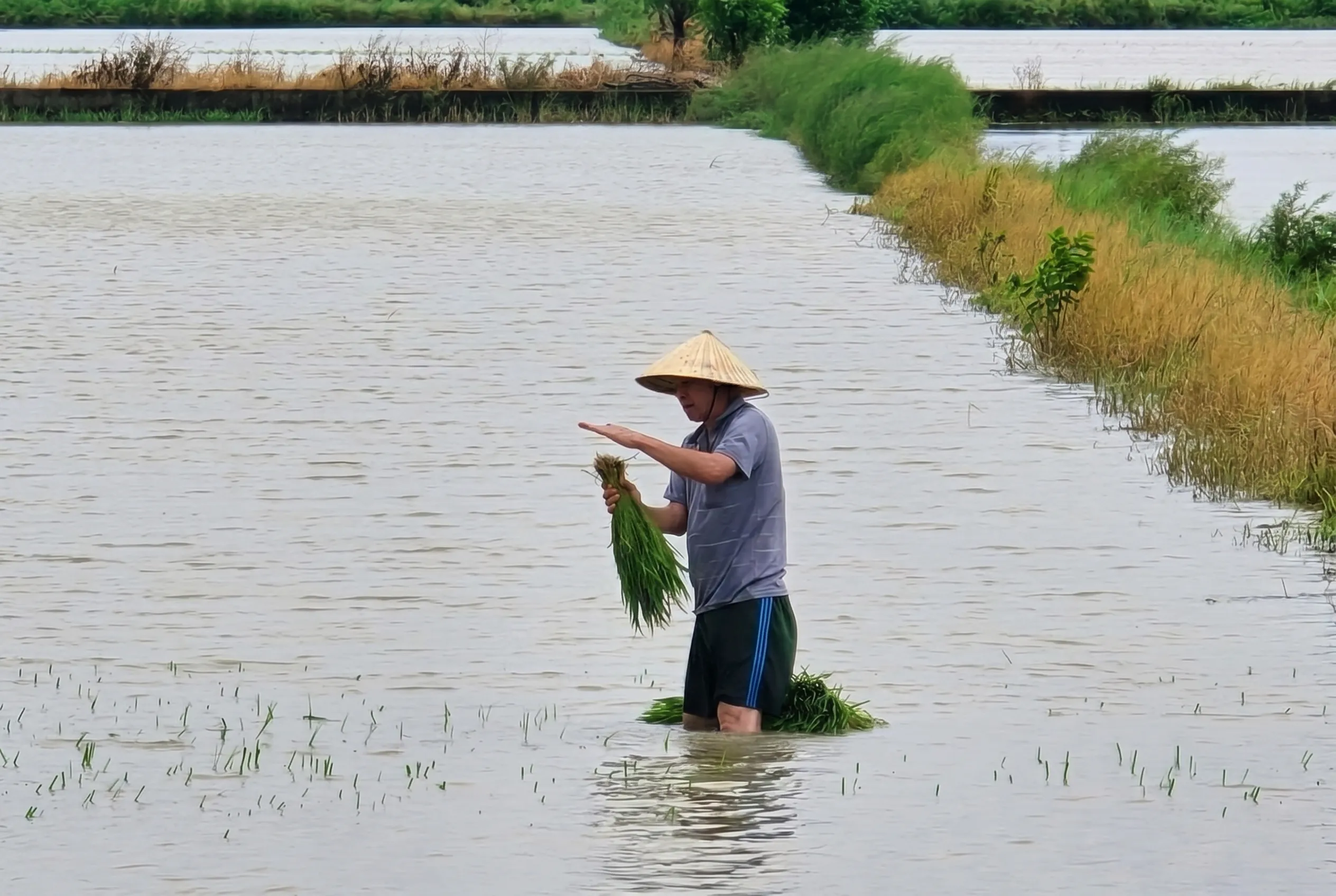 Kế hoạch phục hồi sản xuất sau bão