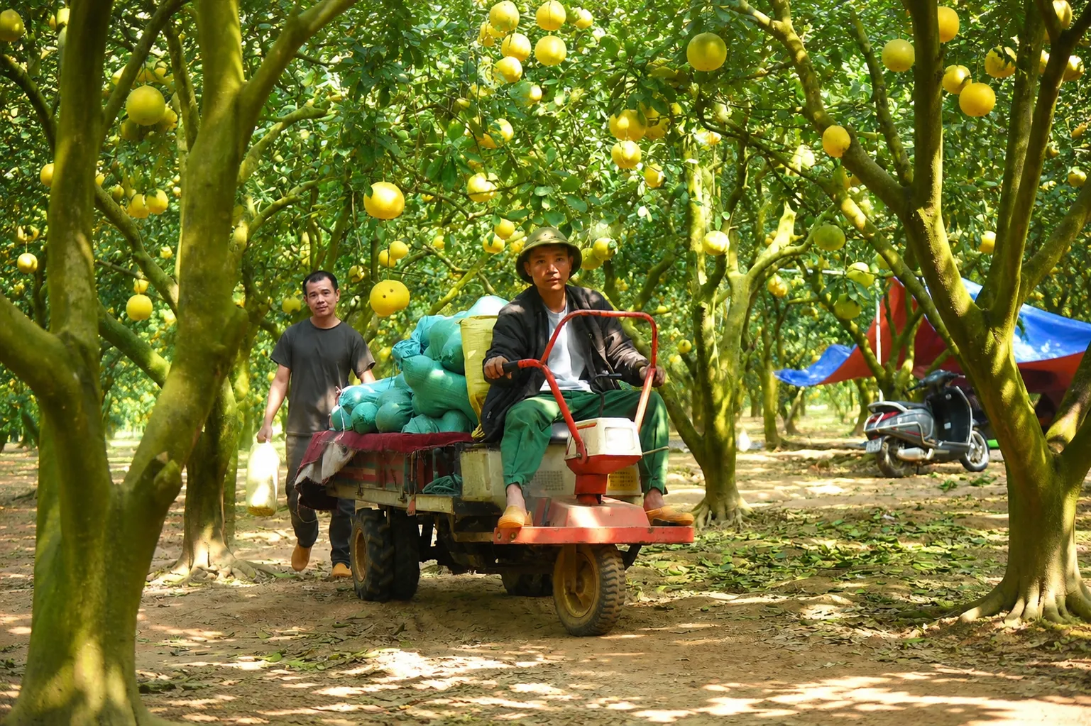 Ảnh hưởng của khó khăn đến doanh nghiệp và nông dân