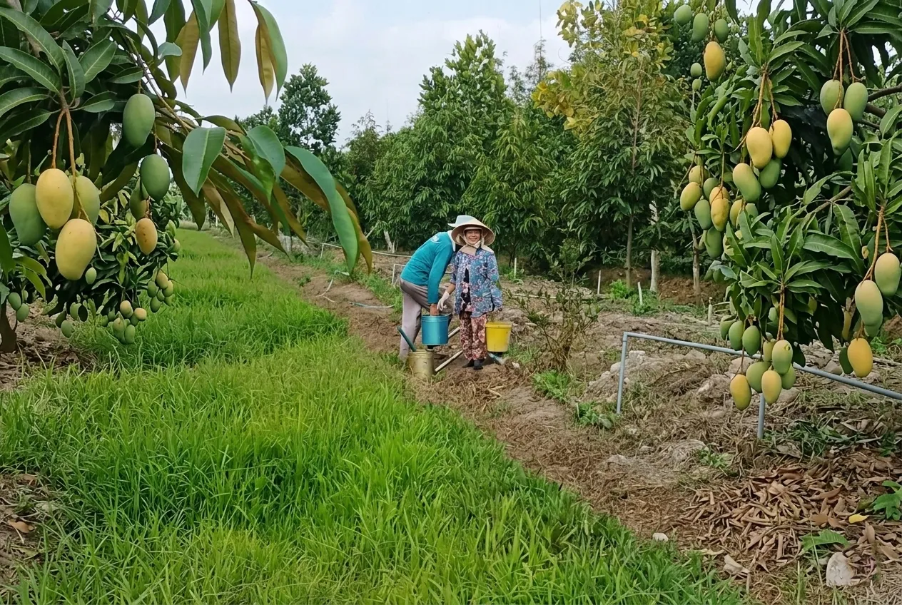 Các trở ngại trong việc thương lượng và mua bán tại chợ đầu mối