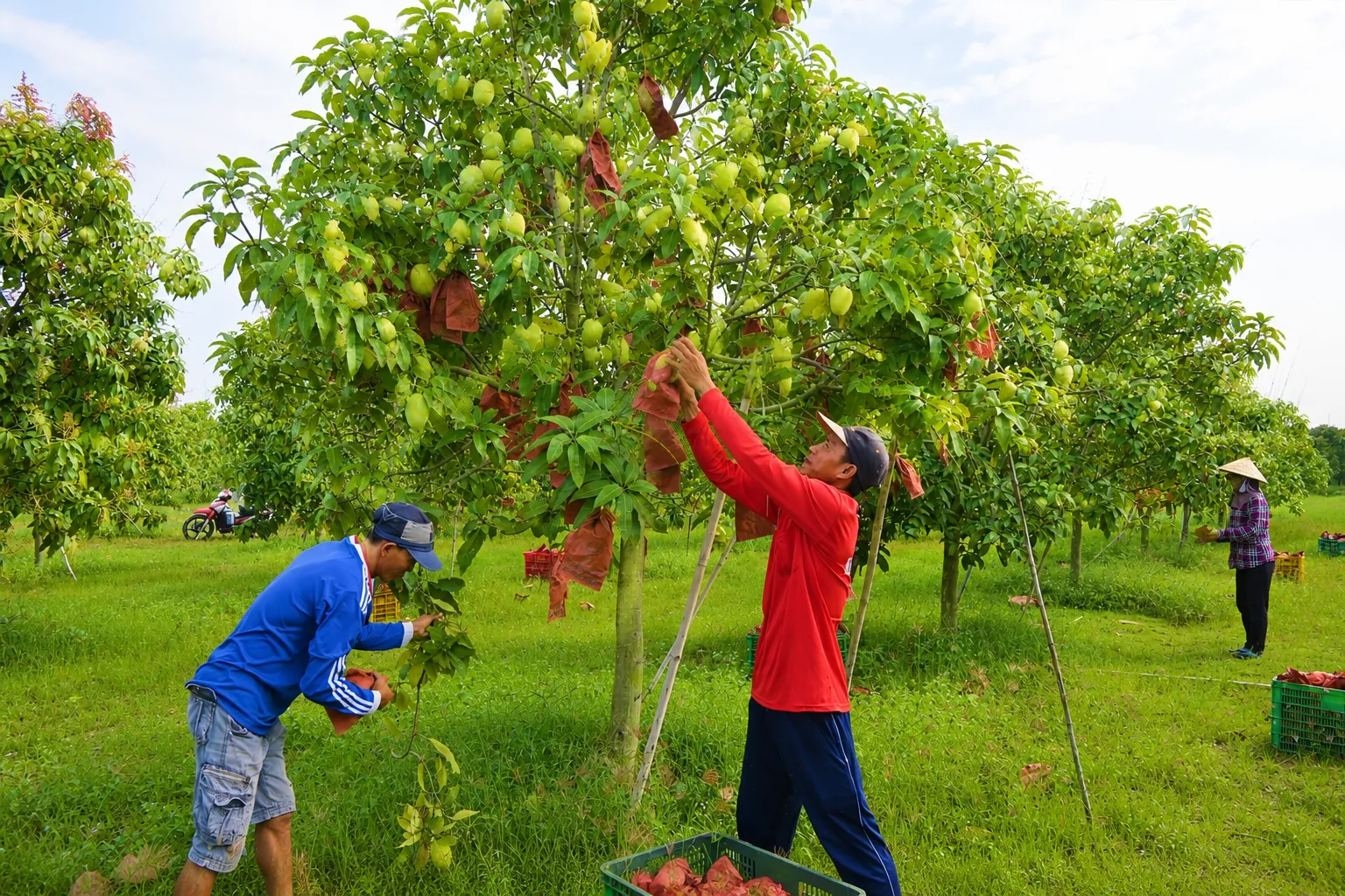Cách đăng sản phẩm nông sản lên sàn?