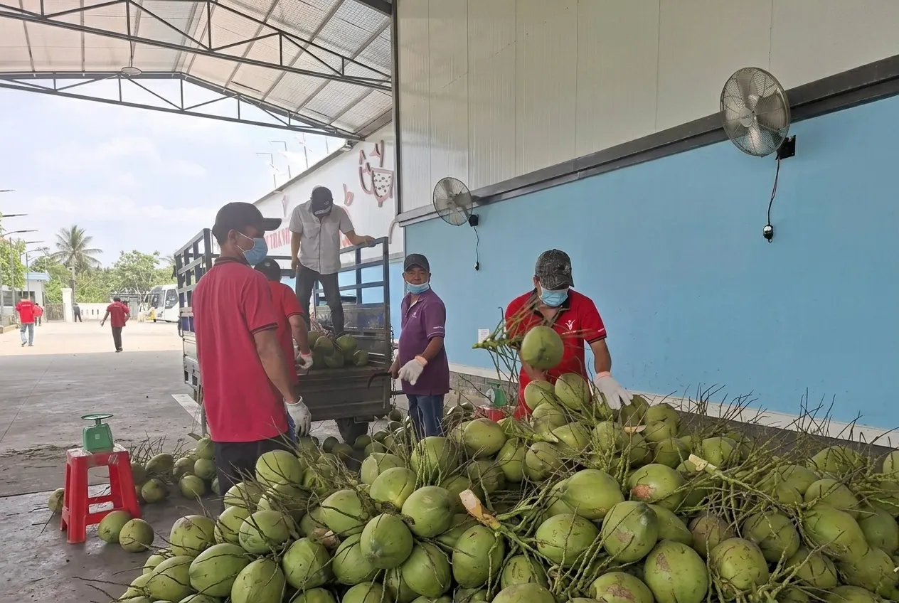 Dừa được đưa đi cho thương lái