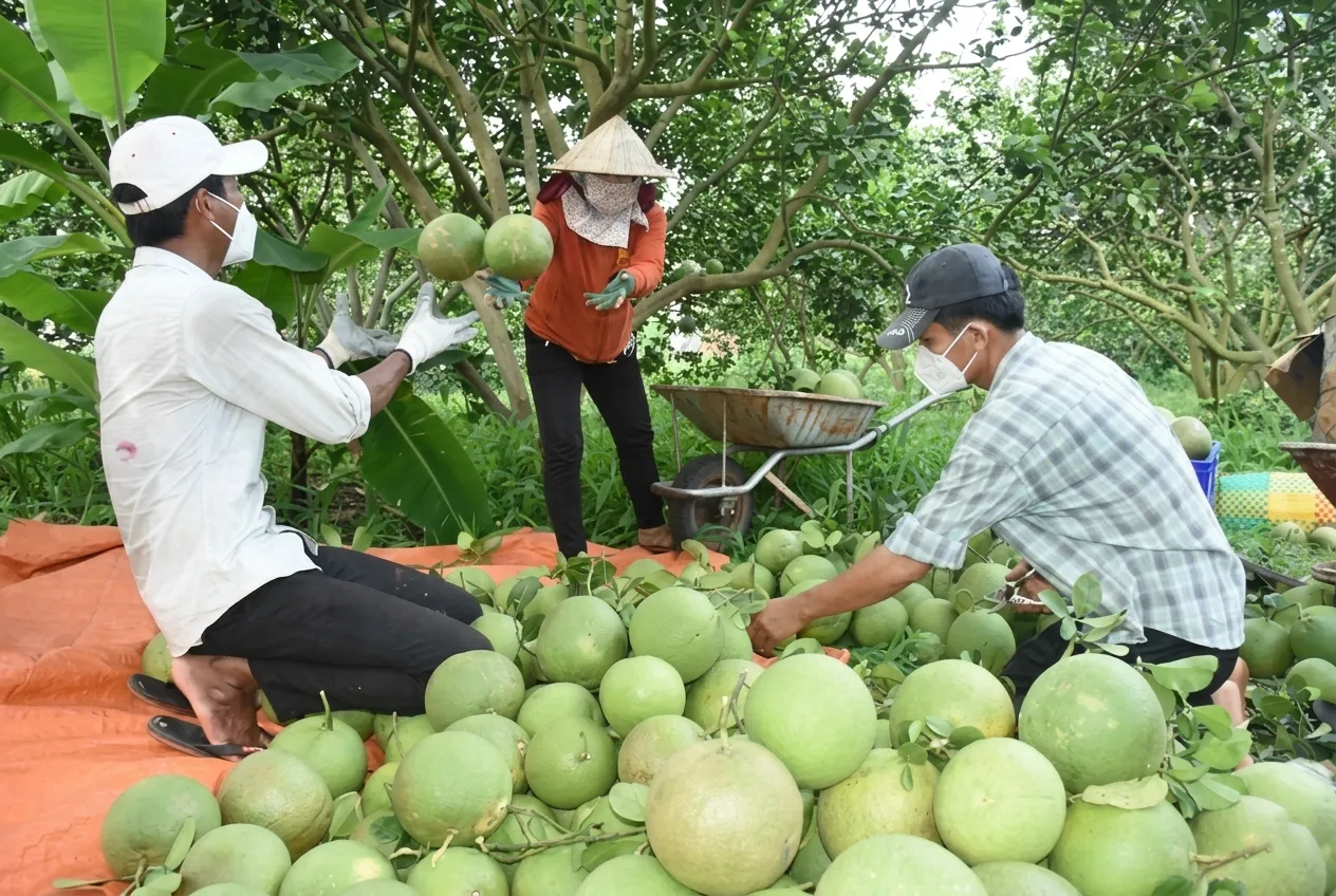 Giới thiệu về nền tảng mua bán nông sản
