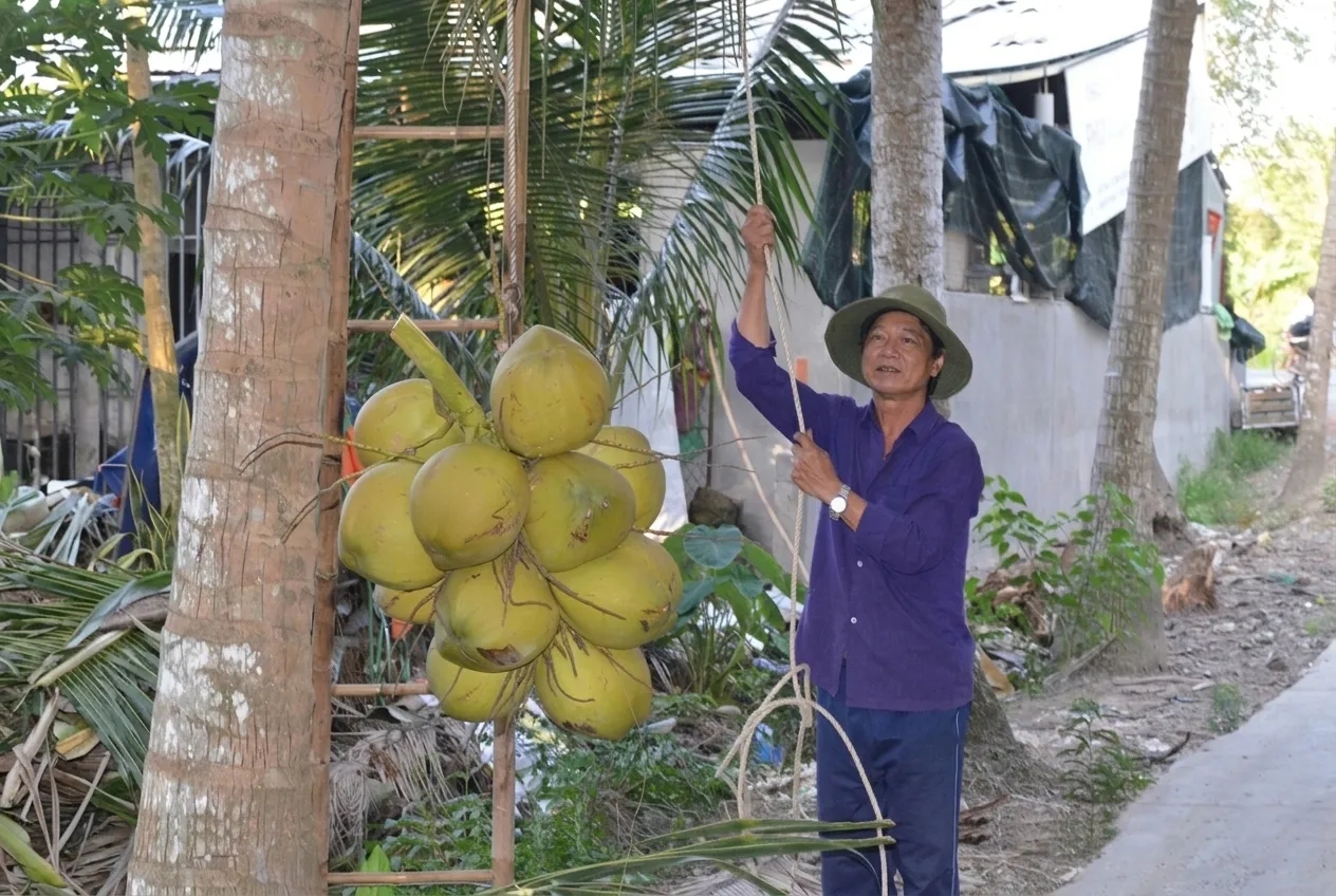 Giới thiệu về thị trường dừa hiện nay