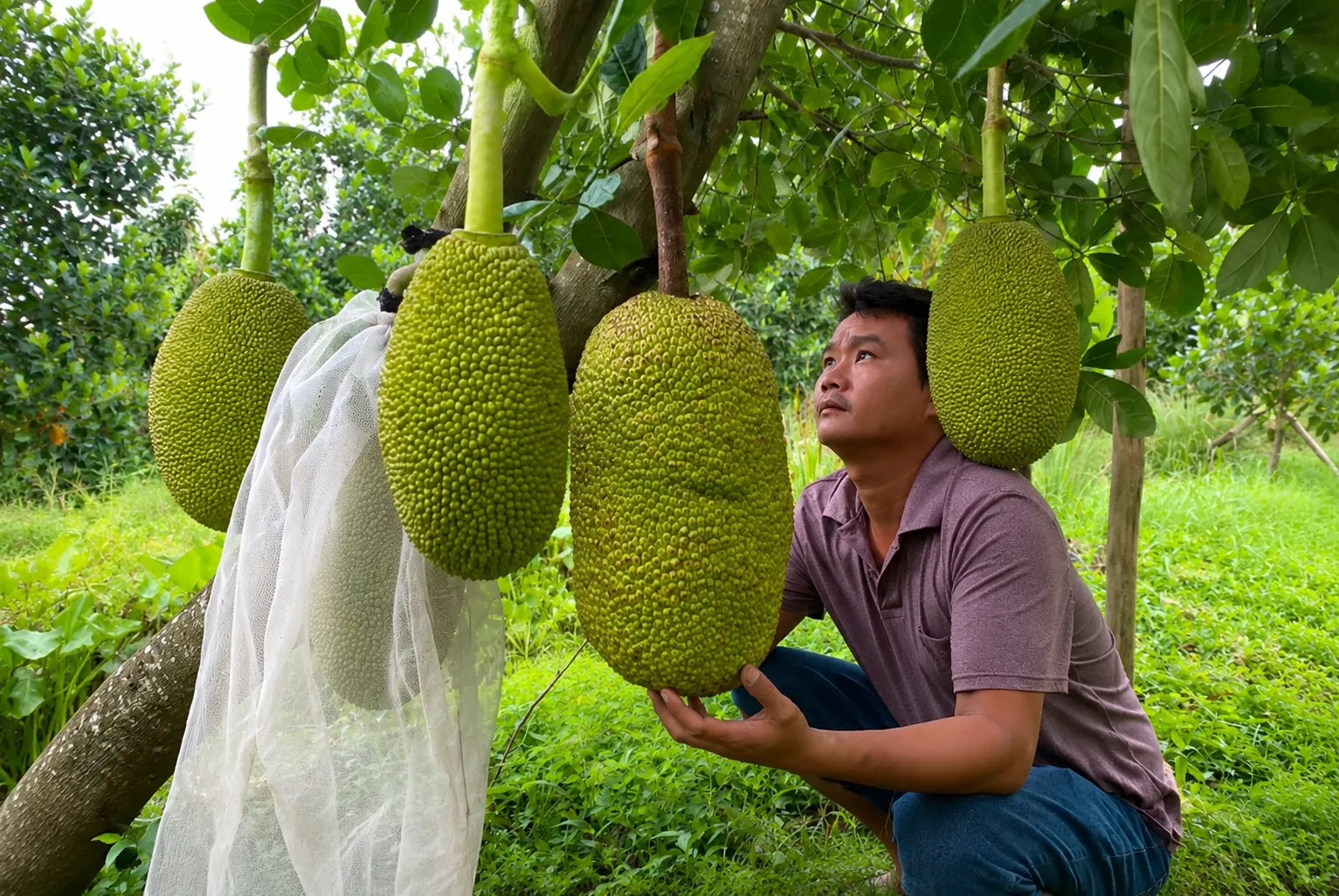 Giới thiệu về vai trò của nguồn nông sản giá tốt trong thị trường hiện nay