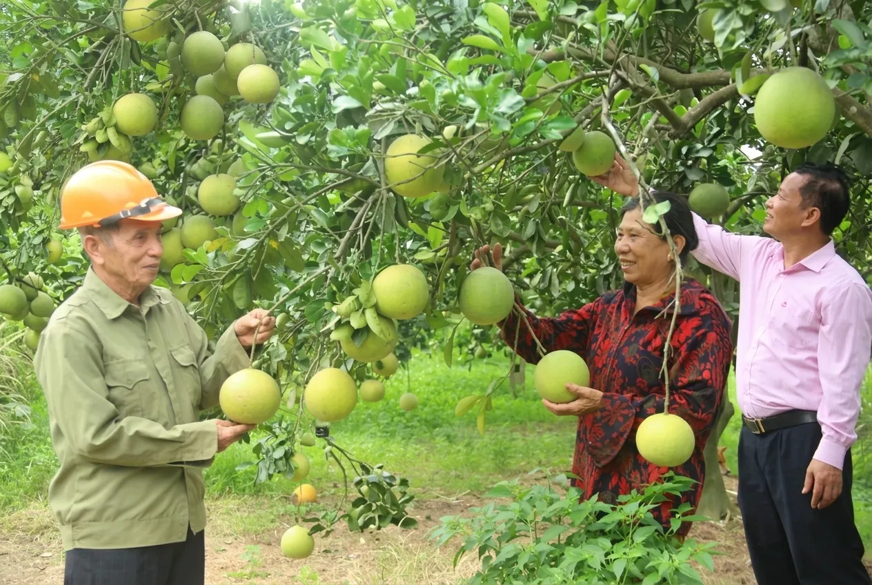 Người dân dẫn người thương lái hợp tác đi xem vựa bưởi