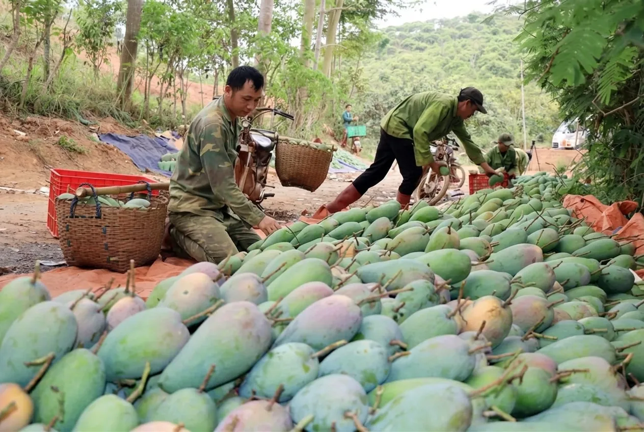 Những lưu ý cần ghi nhớ khi mua trực tiếp từ nhà vườn