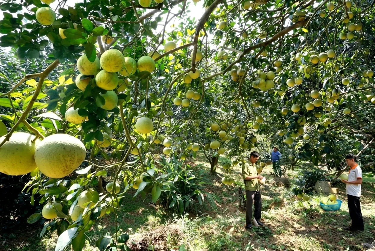 Vựa bưởi Đồng Tháp