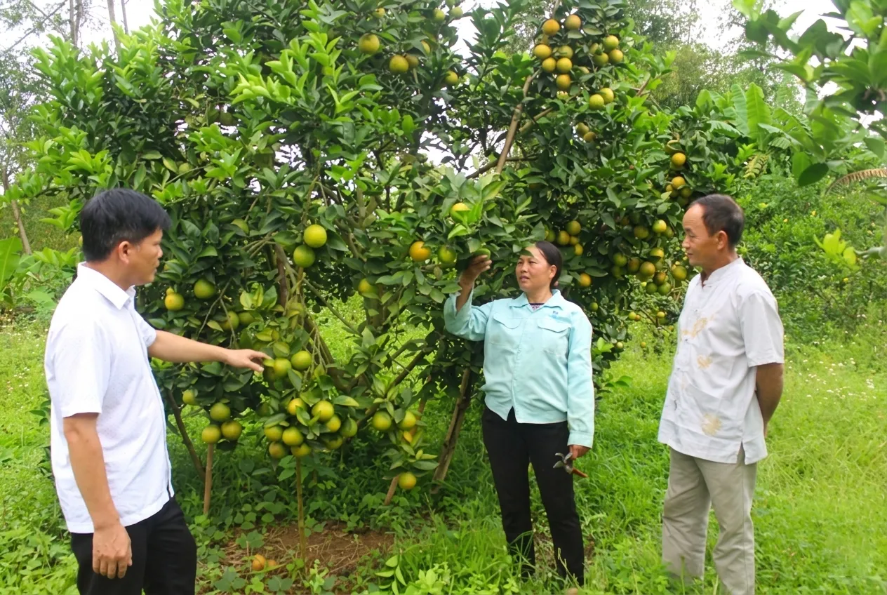 Vựa cam Đồng Tháp