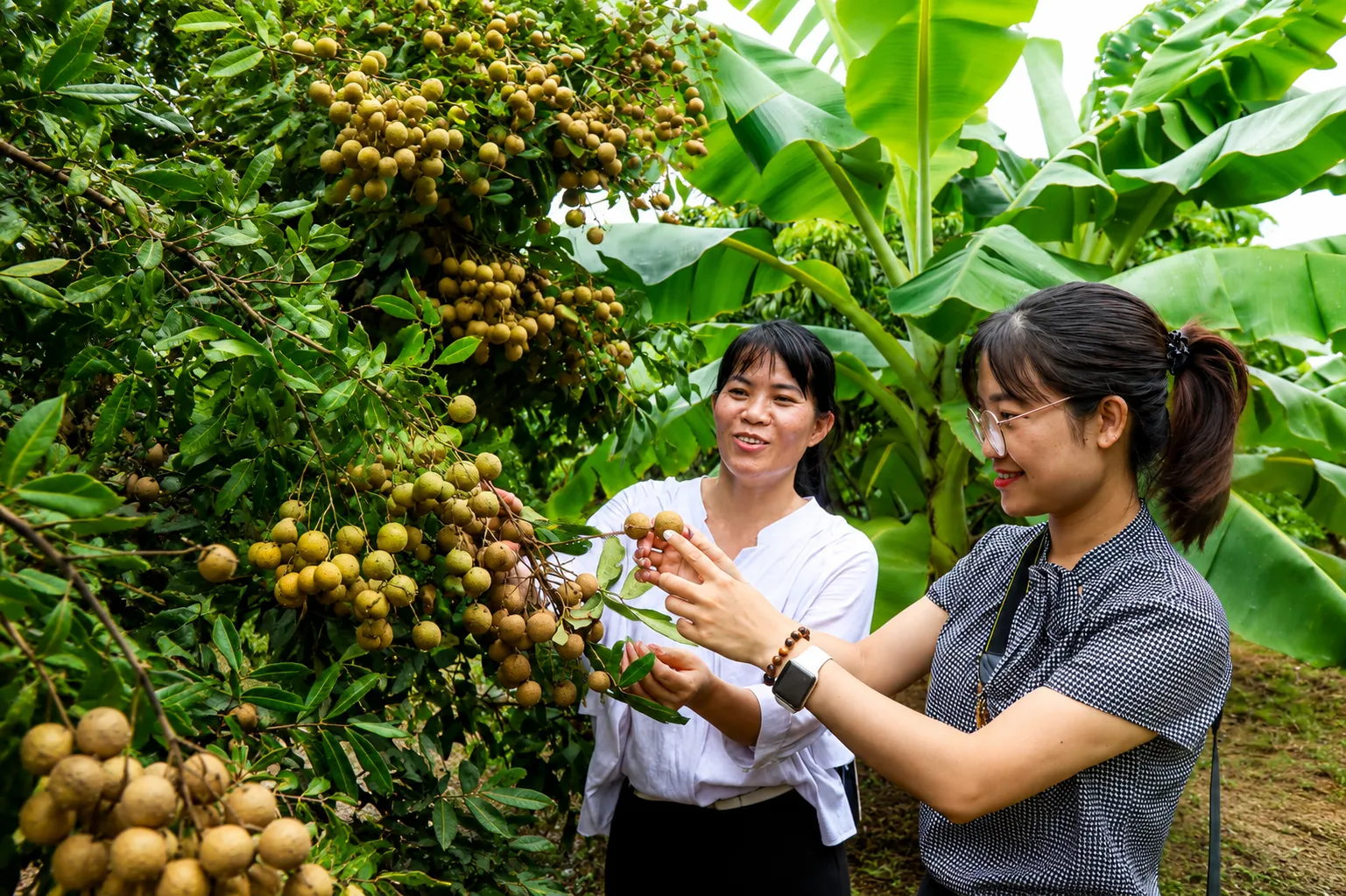 Vựa nhãn Đồng Tháp