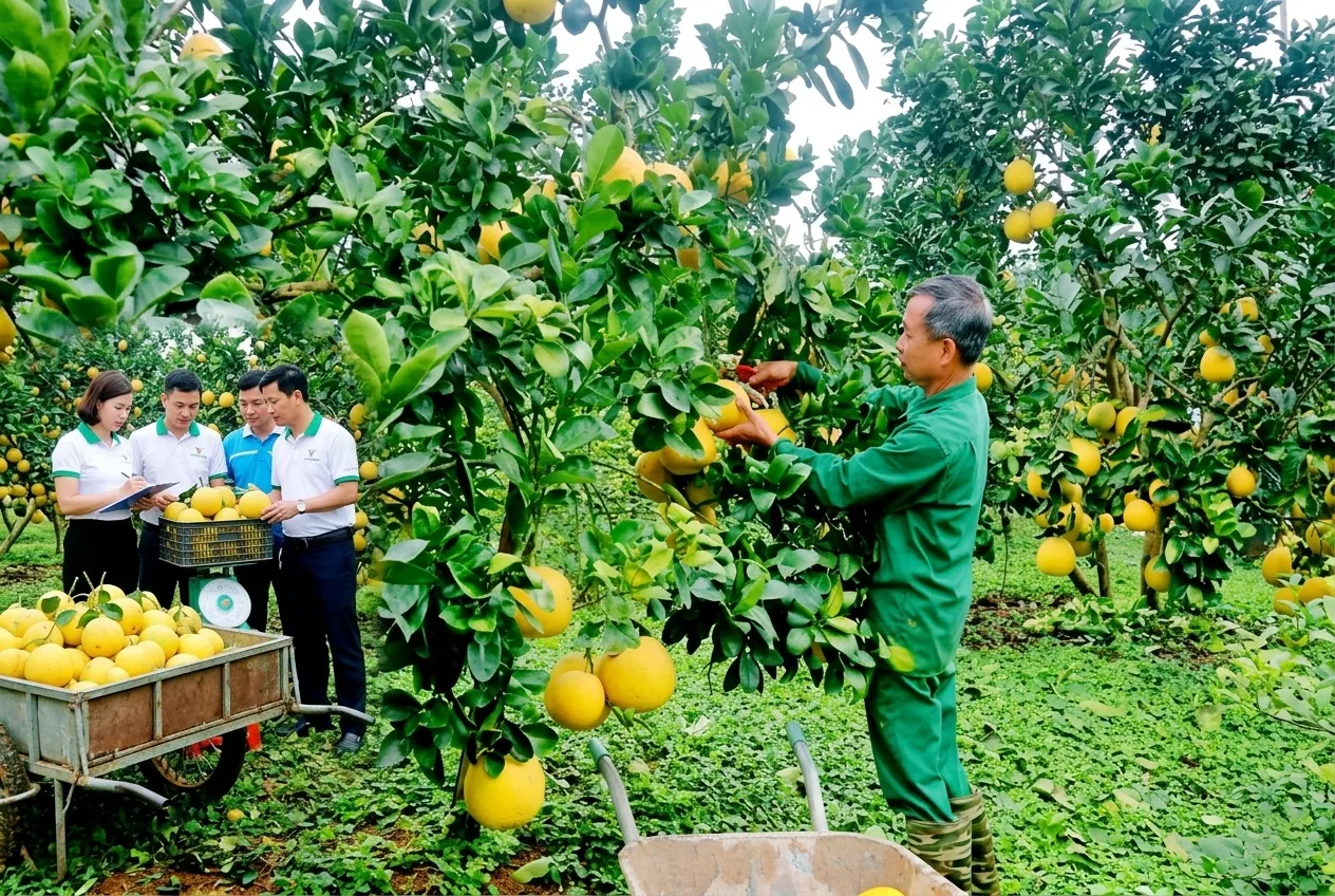 Các phương thức bán nông sản cho doanh nghiệp