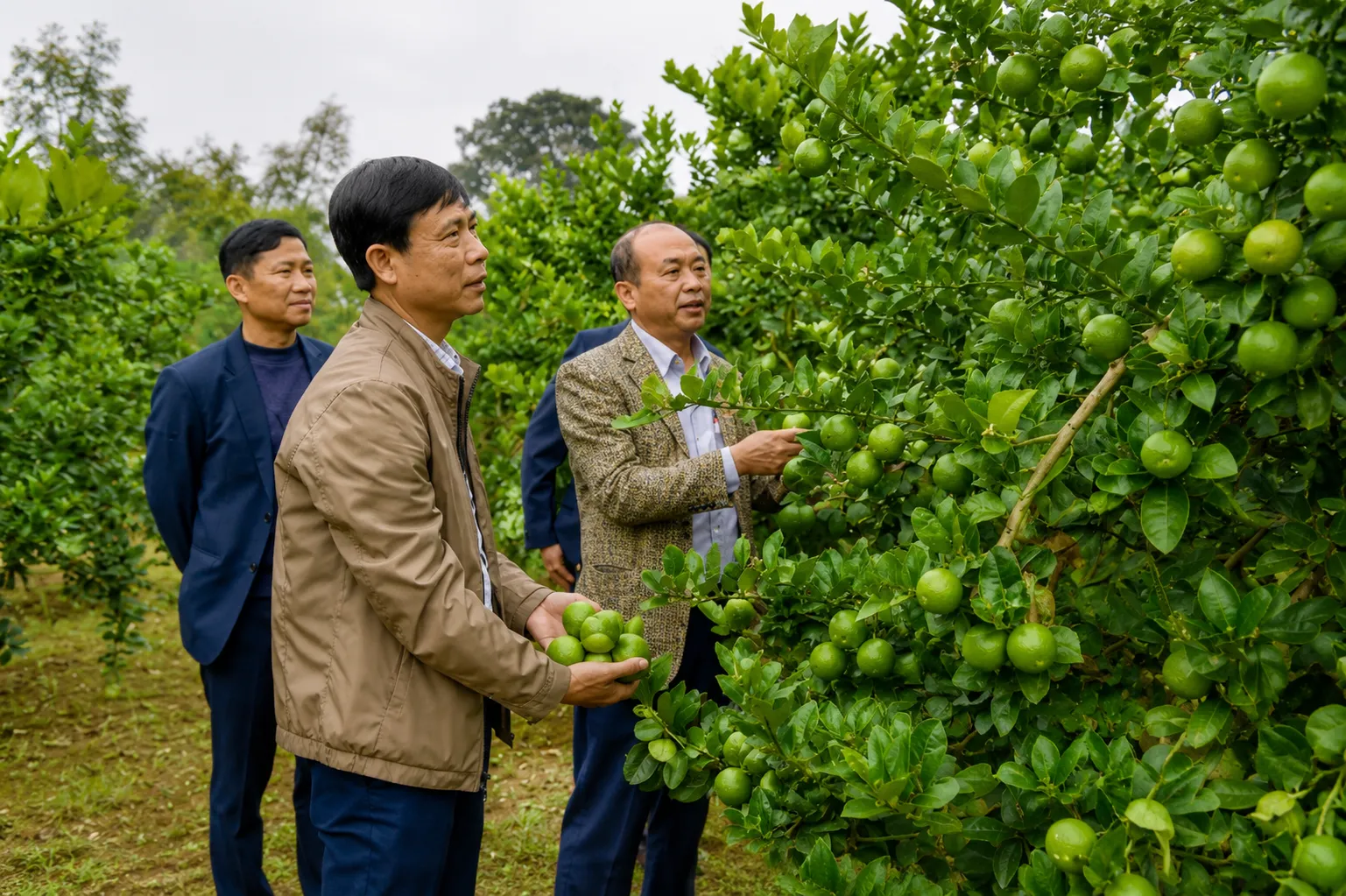 Cây trồng trong vườn chanh Đồng Tháp