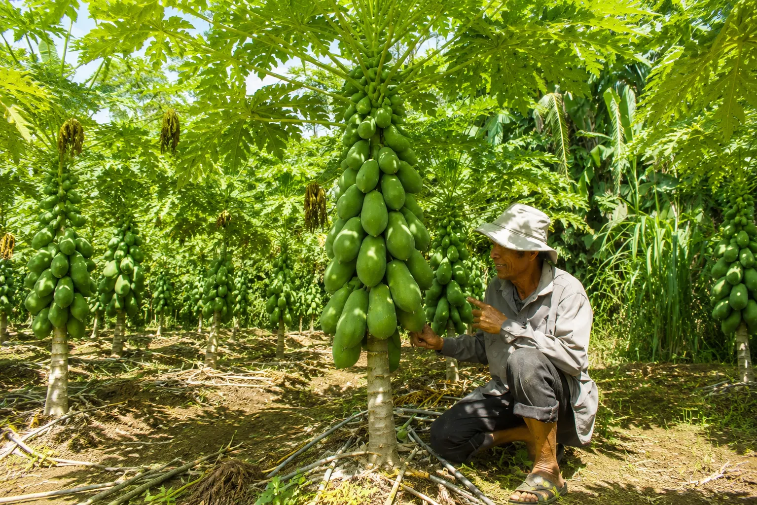 Hướng dẫn cách chăm sóc vựa đu đủ