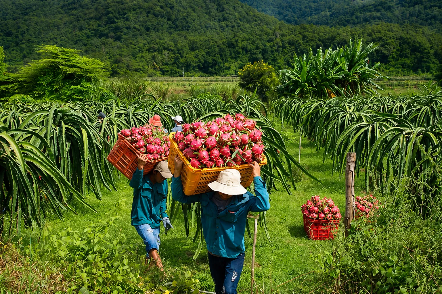 Mùa thu hoạch trái thanh long ở vựa