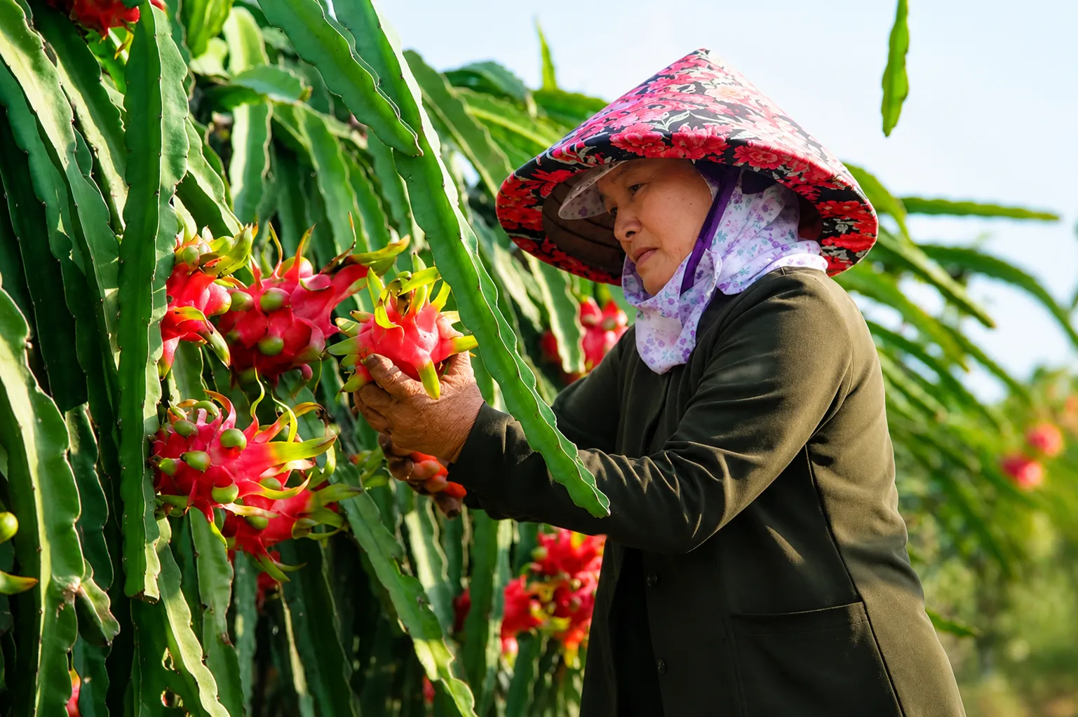 Nông dân miệt mài xem thanh long
