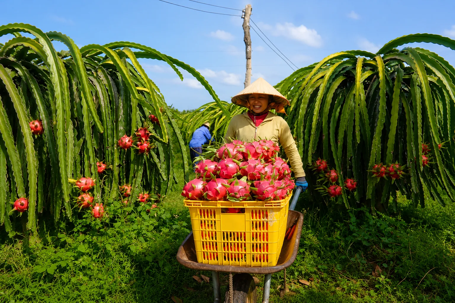 Thu hoạch vựa thanh long Đồng Tháp dưới trời xanh