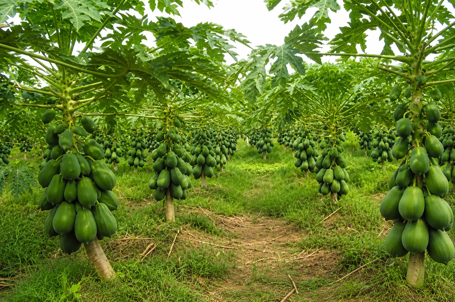Vựa đu đủ Đồng Tháp